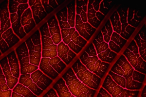 Tips for Healthy Veins Tips for Healthy Veins